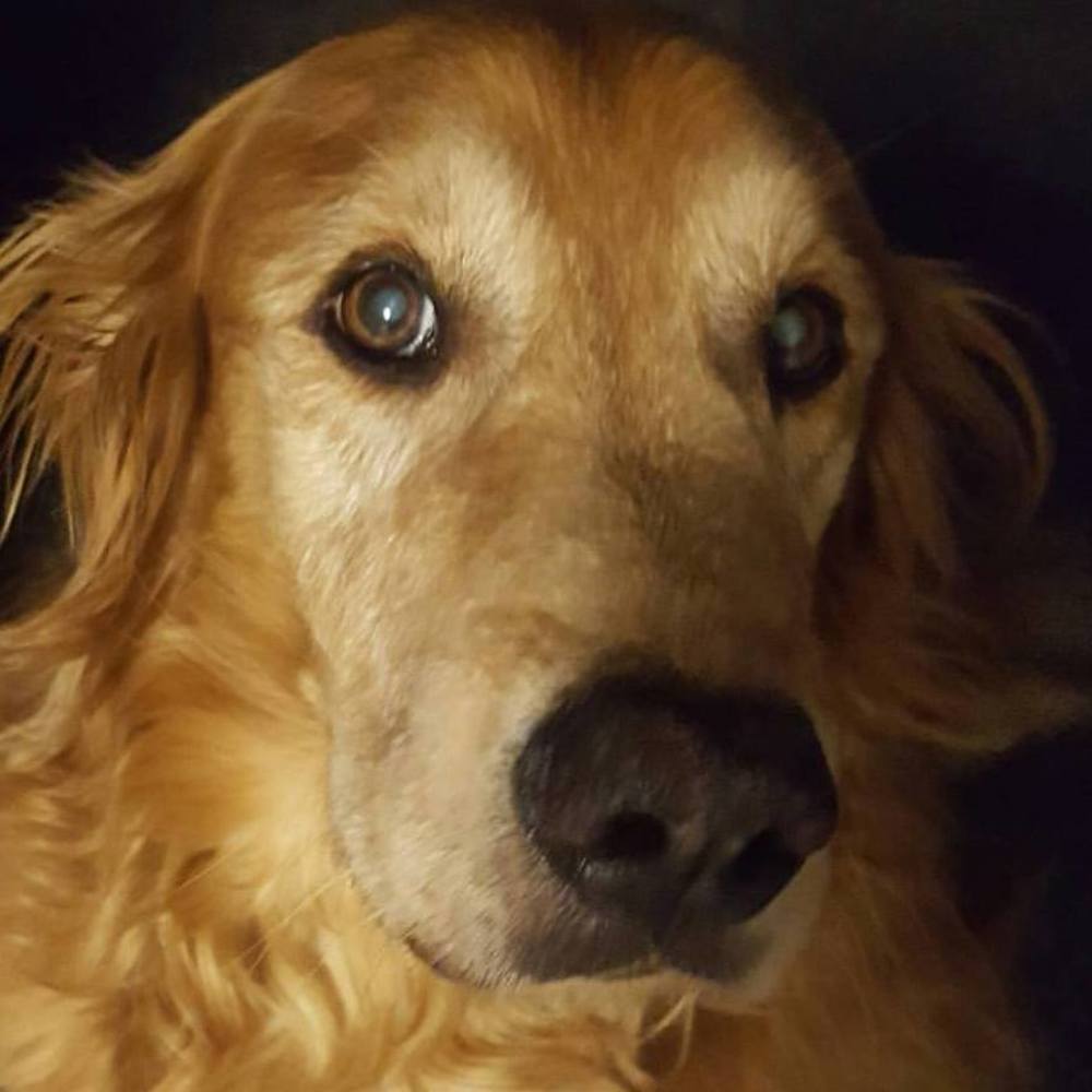 Meet your Posher, Pam